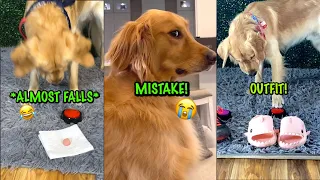 Funny Golden Retriever Compilation!