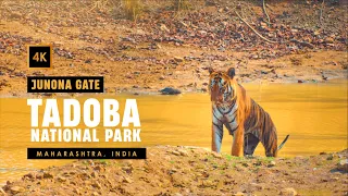 Jungle Safari in India 🇮🇳 | Junona Gate - Tadoba National Park | India in 4k