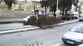 Fallen tree in malta msida