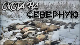 Северная утка пёрла как дурная | Настрелял 25 уток за пару часов