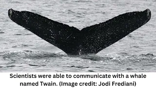 World's 1st 'conversation' between humans and whales could help us talk to aliens someday