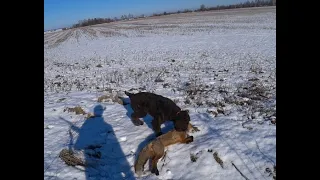 Охота на лисицу. Отстрел хищника.Всяко бывало...(Архив нескольких сезонов.)