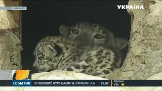 У Миколаївському зоопарку народилися сніжні барси