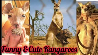 Cute Baby Kangaroos & joeys -Cutest compilation🤣🤣😘 #cutebaby #kangaroo #funny #funnyvideo #jyoti708