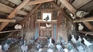 Відео для всіх спортивні голуби