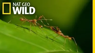 A Weaver Ant's Disguise | Wild Sri Lanka