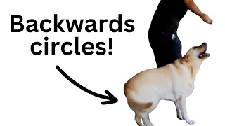 How to teach the BACKWARDS circles dog trick