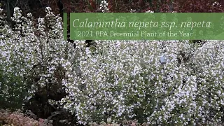 Calamintha nepeta ssp. nepeta | Walters Gardens