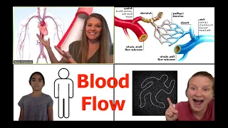 DIY Blood Flow Model -- Draw Your Own Circulatory System!!!