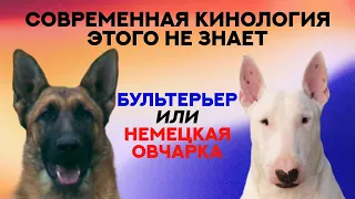 Немецкая Овчарка или Бультерьер? Вы этого не знали... Shepherd or Bull Terrier. You did not know it.