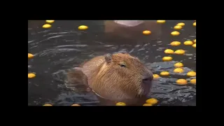 Capybaras are the best