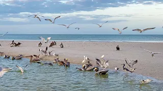 Pelicans, Seagulls, and Other Shorebirds Feeding at North Naples, FL Beach