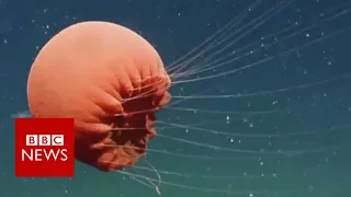 Rarely seen red jellyfish spotted in deep water - BBC News