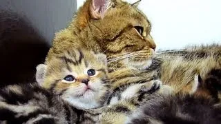 Mom Cat talking to her meowing  Cute Kitten