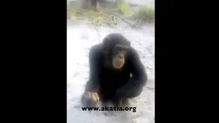 Cute Chimp Chained for Life