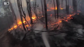 Около полумиллиарда диких животных погибли от лесных пожаров в Австралии