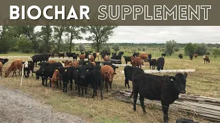 Cattle Supplement with Biochar | Regenerative Ranching with Total Grazing