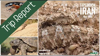 Reptiles & Amphibians of IRAN (Herping Expedition 2018)