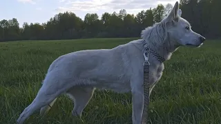 БШО: Вот так и очутилась в МЧС 🤭🐕‍🦺