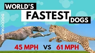 Top 10 Fastest Dog breeds in the World with SPEED COUNT || Cheetah Vs Greyhound || Monkoodog
