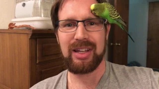 We accidentally taught our bird to swear!?