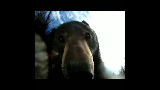 Bear Finds Lost GoPro