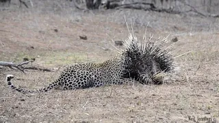 Leopard risks life killing Porcupine! Amazing!!