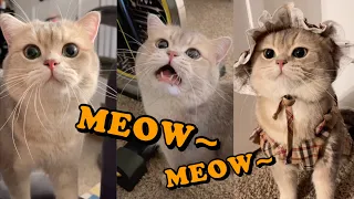 Cute Cat Cash's meow talk COMPILATION 01 | meow__cash