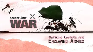 The Dark World of Ant Slavery | How are ants brainwashed into slavery?