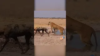 Львица против гиеновидных собак. Дикиак природа.