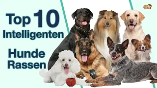 Top 10 intelligenteste Hunderassen | Rangliste sortiert nach lernen von Kommandos