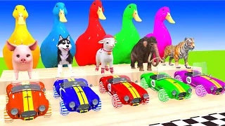 Chicken, Elephant, Hippopotamus, Shiba Dog, Husky Dog Transfiguration Funny Animal Game