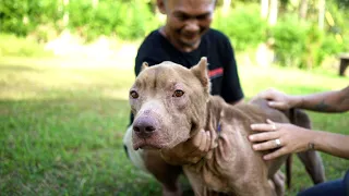 Meet the dogs rescued from Tomohon Extreme Market