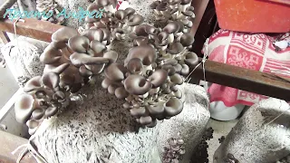 КАК Я выращиваю грибы вешенка в домашних условиях