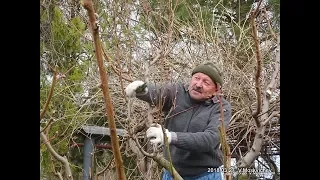 Обрезка персика  -  Советы специалиста садоводам  любителям  по обрезке и уходу за персиком.