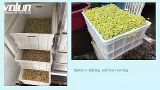 Automatic bean sprouting machine  sprouts making machine  bean product process machine