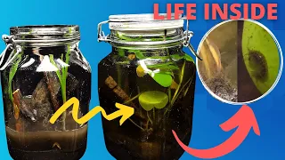 DIY ECOSYSTEM In A Jar TIME LAPSE (LIFE INSIDE)