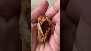 Giant Moth Trusts Her Rescuer To Raise Her Babies | The Dodo