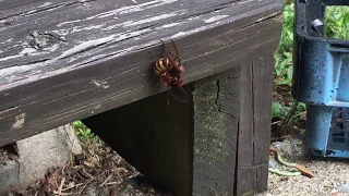 Red Wasp vs. European Hornet