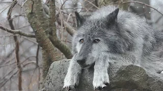 Zephyr the Black Wolf on a Rainy Day