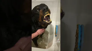 This snarling Rottweiler isn’t angry but attacks