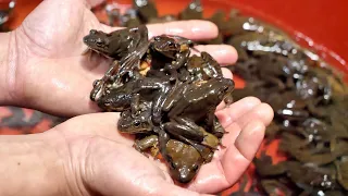 Korean food Frog Cooking, fried frog, frog soup, frog bbq,  korean street food