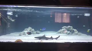 Shark and stingray tank aquarium