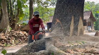 Fast & easy Felling of 3 trees, Stihl ms660 & Husqvarna 395xp chainsaw.