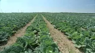 Cabbage - Growing