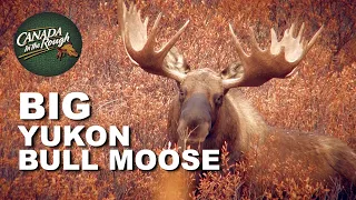 Face-to-Face with A GIANT Bull Moose | Canada in the Rough