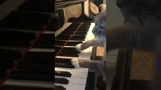 Cat plays Mozart Rondo Alla Turca on piano