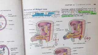 Mid gut Development and Rotation | Alimentary System Part 7