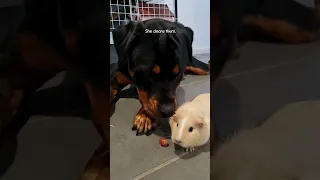 Rottweiler Thinks Guinea Pigs Are Her Babies ❤️ | The Dodo