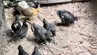 Baby chicks on the ground #Homestead #Chicken #CountryGirl #FarmLife #LivingOnTheCreek